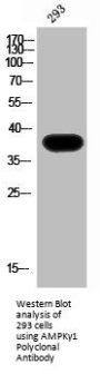 PRKAG1 Antibody