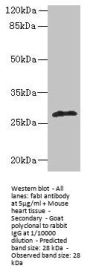 fabI Antibody