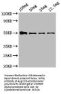 NIPBL Antibody