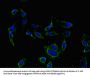 KCNIP4 Antibody