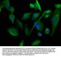 TRIM65 Antibody