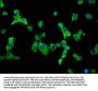 SCN10A Antibody