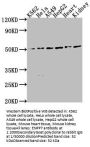 ENPP7 Antibody