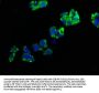 ENPP7 Antibody