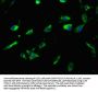 LRIG3 Antibody