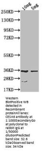CESA6 Antibody