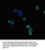 NBEAL2 Antibody