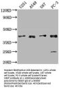 IKBIP Antibody