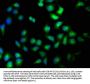TAOK1 Antibody