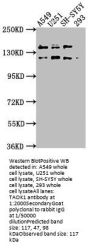 TAOK1 Antibody