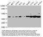 PNCK Antibody