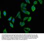 TNFAIP8L2 Antibody