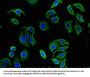 FBXL19 Antibody