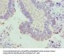 TUBA3E Antibody