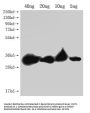 PLET1 Antibody