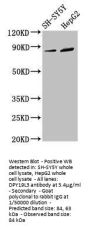 DPY19L3 Antibody