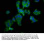 DPY19L3 Antibody