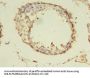 TUBA1A Antibody