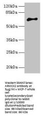 ARMCX2 Antibody