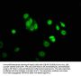 SHF Antibody
