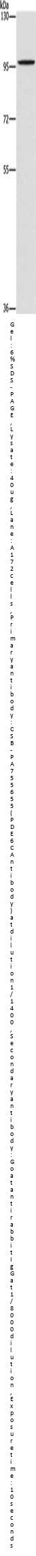 PDE6C Antibody