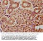 BHLHA15 Antibody