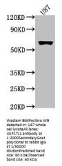 USP17L1 Antibody