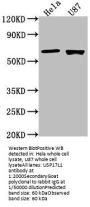 USP17L1 Antibody
