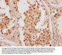 FAM53A Antibody
