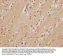 FAM53A Antibody