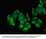 TNPO3 Antibody