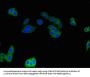 CNKSR3 Antibody