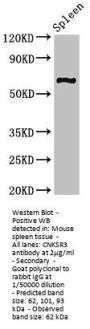 CNKSR3 Antibody