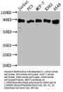 BRAT1 Antibody