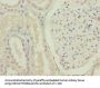 FOXR2 Antibody