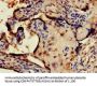 CRTC1 Antibody