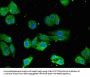 CRTC1 Antibody