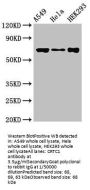 CRTC1 Antibody