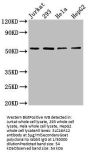 SLC16A12 Antibody
