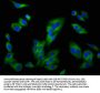 SLC16A12 Antibody