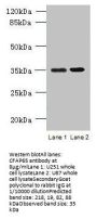 CFAP65 Antibody