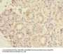 CFAP65 Antibody