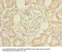 CFAP65 Antibody