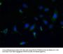 CFAP65 Antibody