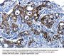 CASP1 Antibody