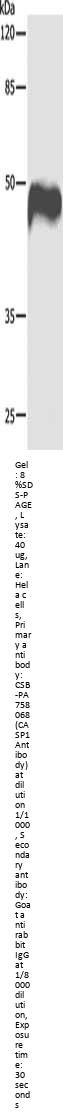 CASP1 Antibody