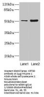 KRT80 Antibody