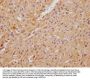 C22orf39 Antibody