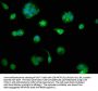PDXDC1 Antibody