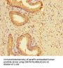 LYPD2 Antibody